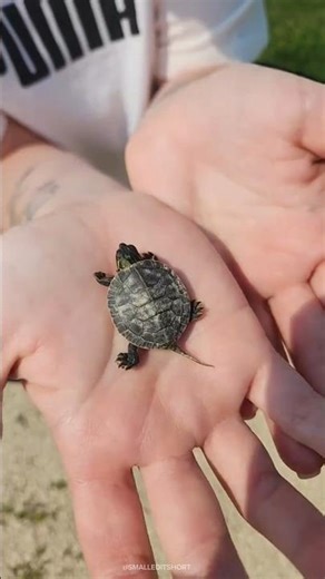 Animals Migration Journeys!