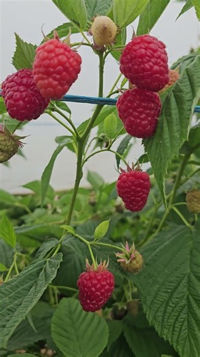 raspberri farm #raspberry#berry lovers#springdiaries #garden #nature