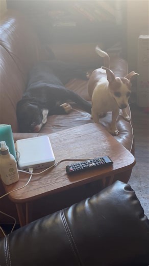 93 reactions · 7 comments | Flower has a love/tolerate relationship with her exuberant foster sister, Ruby. Ruby loves to get Flower’s goat. Typical siblings! | Animal Education and Rescue | Facebook