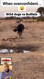 5.7K views · 61 reactions | Buffalo vs wild dogs #reelschallenge #reelsfacebook #reels | The Crown Tv & Games | Facebook