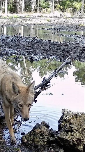 Coyote at a Hidden Florida Water Hole | A Quiet Moment of Survival