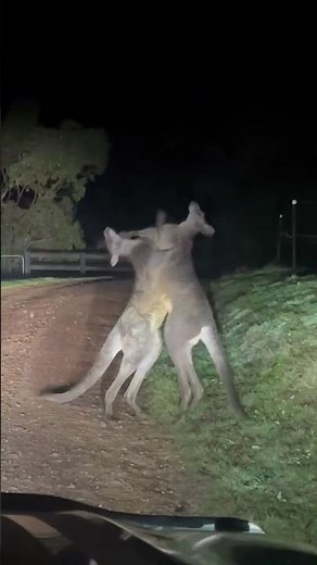 Kangaroo Breaks Up Mates Brawling - Ozzy Man Quickies