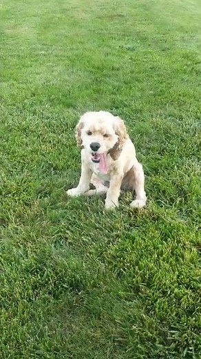 Dogs Tongue Hangs Out Her Mouth