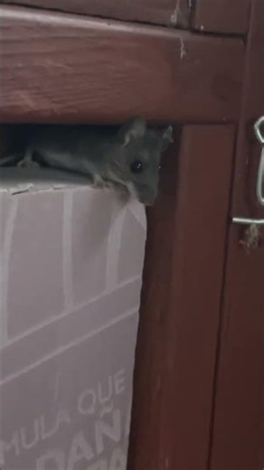 Mouse in the deer blind #hunting#mouse#winter