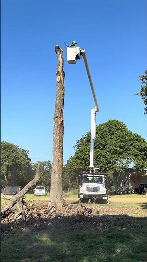 Lightning stroke and kill large oak using altec bucket truck
