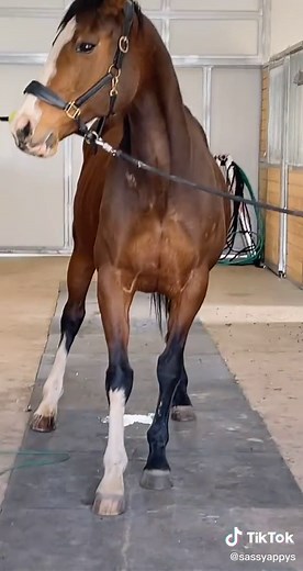 Dealing with Mare Heat Cycles: Stallions Reacting to a Horse in Heat