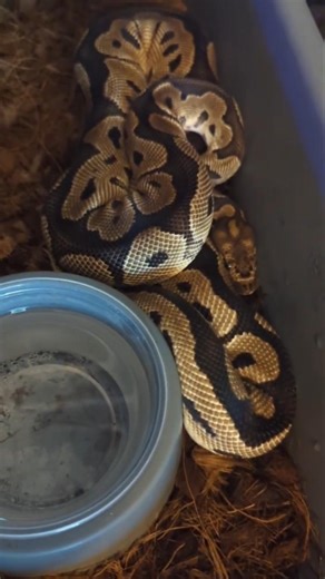 Perfect shed from Meryl 💖🐍