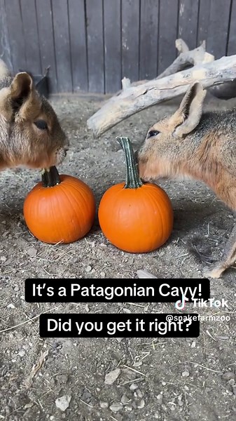 Part 1 | Guess The Animal Sound! Let us know in the comments what animal is making this sound! #guessthesound #guessthesoundchallenge #animalsound #animal #sound #challenge #guess #fyp #zoo