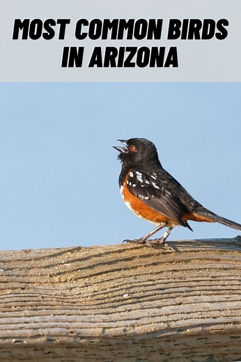 13 Common Birds in Arizona (with Pictures)