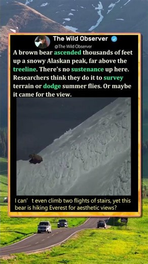 Why Is This Bear Climbing A Snowy Mountain? #Nature #Wildlife #Animals