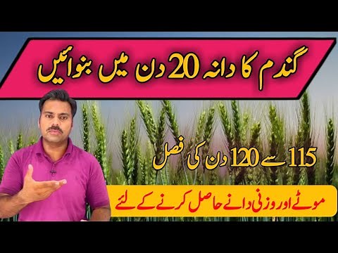 Wheat crop care at grains filling stage | How to increase wheat grain weight and size