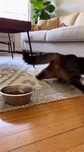 😾💥 Aggressive Cat Regrets Attacking Pitbull Puppy #AnimalShowdown #PetLife #CaughtOnCamera