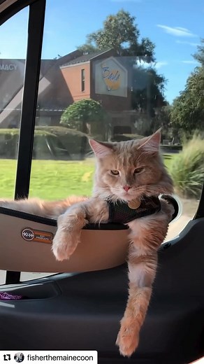 18K views · 8.6K reactions | 鸞 in our next life, we will be this cat and attempt to be even 1/2 as cool! 鸞And for those of you who haven’t heard this song … you’re welcome. #REPOST @fisherthemainecoon throwback Thursday #catsofinstagram #cats_of_instagram #catstagram | Junk Gypsy Company | Facebook