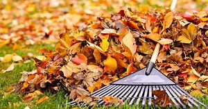 Curbside leaf, yard waste collection starts Oct. 1
