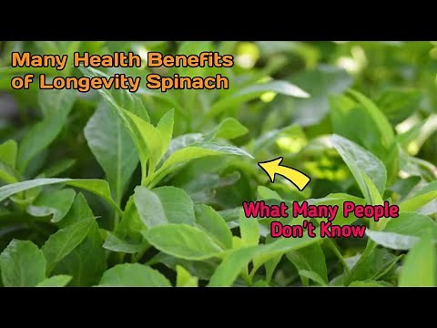 MANY Health Benefits of Longevity Spinach