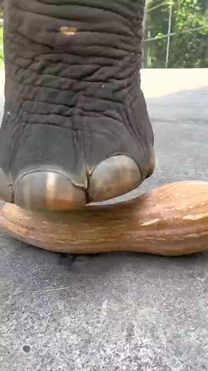 144K views · 304 reactions | A bit hard to step on | My Huge Pet | Facebook