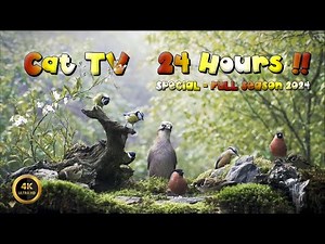 Cat TV 🐈 - ‼️24 HOUR BIRDIES SPECIAL - FULL SEASON 2024‼️4K