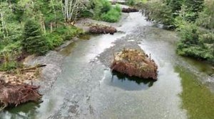 18K views · 69 reactions | PSF’s Community Salmon Program is...