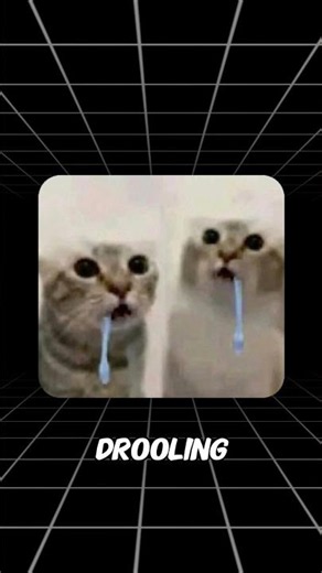 Drool Cat Meme Explained #catmemes #memearchive #memes