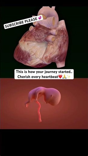 How Your Heart First Began to Beat | Amazing 3D Animation