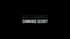 What is the best way to germinate cannabis seeds?