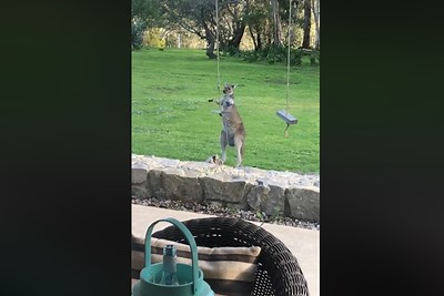 Have you ever seen a kangaroo playing on a rope swing?