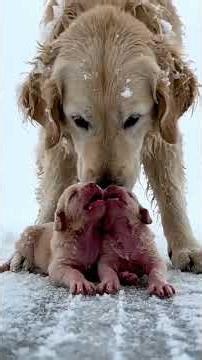 The first night sleeping peacefully in a warm, cozy bed. 👼 #dog #AnimalRescue #rescuedog #rescue