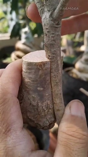 Secret Grafting Trick Every Gardener Should Know | Grow Strong Plants Easily