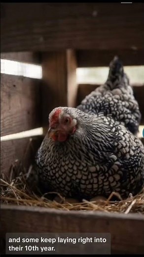 Meet the Silver Laced Wyandotte. The leader of the pack. #silverlacedwyandotte #chicken