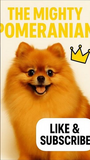 Meet The Mighty Pomeranian! #shorts #facts