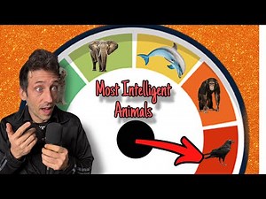 The Terrifying intelligence of a raven!