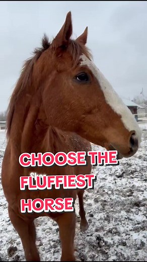 ☁️ in honour of the snow coming back ☁️ Horses, like many dogs, grow winter coats. Obviously they knew the two weeks of melt and positive weather were deceptive because they're still fluffy and warm. Who do you think is the most plush!? #birchbayranch #bbr #bbrhorsemanship #bbrhorses #horses #horsesoftiktok #horsegirl #horsegirlvibes #equistrian #summercamp #christiancamp #albertacamps #retreatcentre #ridinglessons #rodeo #trailrides #ropescourse #ziplines #strathconacounty #southcookinglake #pi