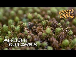 Mosses and Lichens | What's Wild