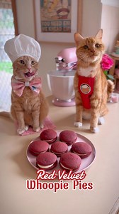 Red velvet whoopie pies are the purrfect treat for your special someone (or yourself!) this Valentine’s Day! They are extra yummy with a little strawberry jam on the inside with cream cheese frosting! 😻 Red Velvet Whoopie Pies ❤️125g softened butter ❤️3/4 cup sugar ❤️1 tsp vanilla extract ❤️2 eggs ❤️1 3/4 cups plain flour ❤️1/4 cup cocoa powder ❤️1 tsp baking soda ❤️1/4 tsp baking powder ❤️2-3 tsp red food colouring ❤️1 tsp vinegar ❤️1/4 cup plain Greek yogurt ❤️1/4 cup milk 🍓75g softened butt