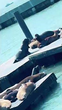 Exploring San Francisco’s Famous Fisherman’s Wharf