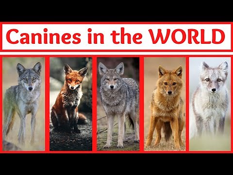 ALL CANINE SPECIES IN THE WORLD-(DOG FAMILY ANIMALS)