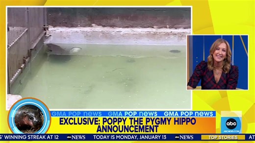 15K views · 146 reactions | “People can’t get enough Poppy!” The Metro Richmond Zoo is starting a live cam to people can watch the adorable baby pygmy hippo from 9a-5p EST every day! 鍊 | Good Morning America | Facebook