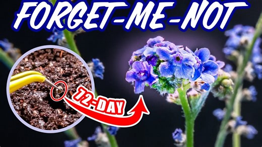 Growing forget me not flower from seed time lapse (72 days)