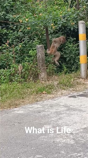 What is Life??? 🐒 #adorably #monkey #ytshorts #vtviral #babymonkey #youtube #monkeysr