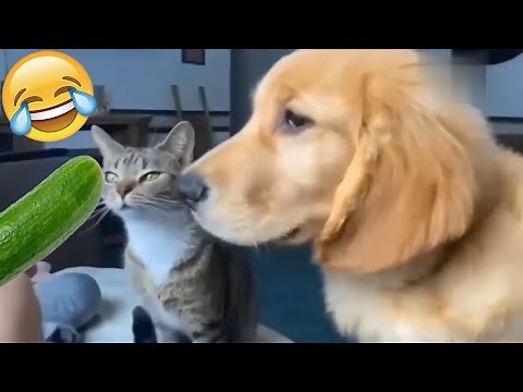 ŚMIESZNE ZWIERZĘTA 2025🐼#157😹 Zabawne i Słodkie 😹