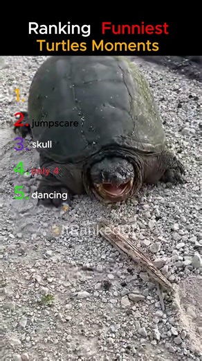 You Won’t Expect This From Turtles 😳🐢