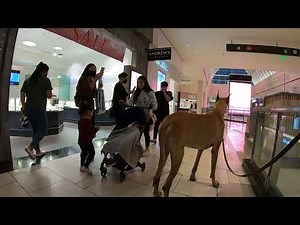 Cash 2.0 Great Dane visits an indoor shopping mall 14