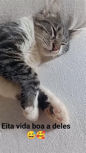 #cat #animals postando a vida dos gatos de casa# roça