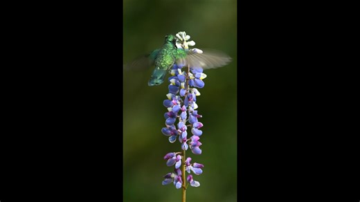 Hummingbird Wonders: A Peek into Their Lives.