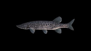 Realistic 3d Fish Animationfull Hd 192010806 Stock Footage Video (100% Royalty-free) 1094423849 | Shutterstock