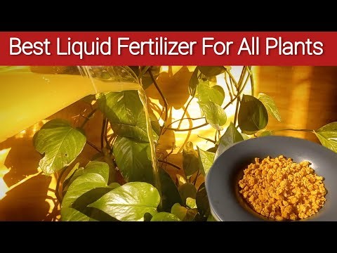 Best Liquid Fertilizer For All Plants | Homemade Liquid Fertilizer #liquidfertilizer #gardening