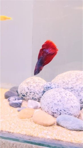 HELLBOY ❤️‍🔥 | Betta Fish | AZ AQUA WORLD