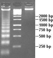 Molecular weight size marker - Alchetron, the free social encyclopedia