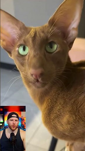 Big Ears, Even Bigger Cuteness 🥰 #OrientalCat #BigEaredCat
