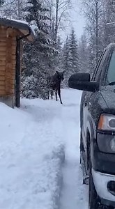 Walking out of a snowy cabin, the camera catches a giant dark shape next to the truck… it’s a moose. It swings its head, steps into the driveway, and then suddenly takes two long, heavy strides straight toward the person filming. #wildlife #moose #snow #cabin #closecall #nature #shorts #reels #viral #outdoors #winter #realdanger | Wild Animal Encounters